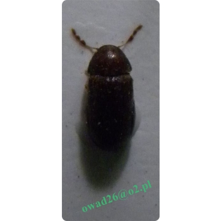 Stegobium paniceum (Linnaeus, 1758) Żywiak chlebowiec